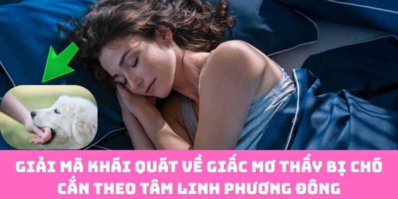 Linh Cảm Tâm Linh Khi Mơ Bị Chó Cắn